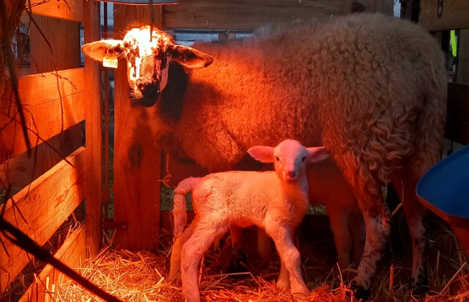 PRINTEMPS A LA FERME - VILLETTE EN DIRECT 4 - Gennes-Longuefuye