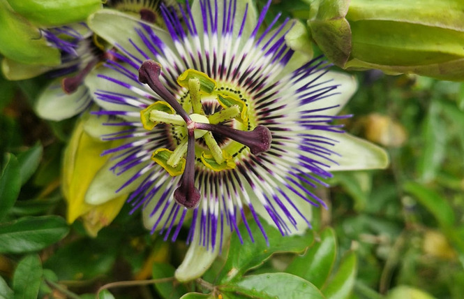 RDV du Printemps : Balade nature sensorielle au crépuscule 1 - Meslay-du-Maine