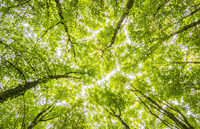 FORET DE BELLEBRANCHE 1 - Saint-Brice