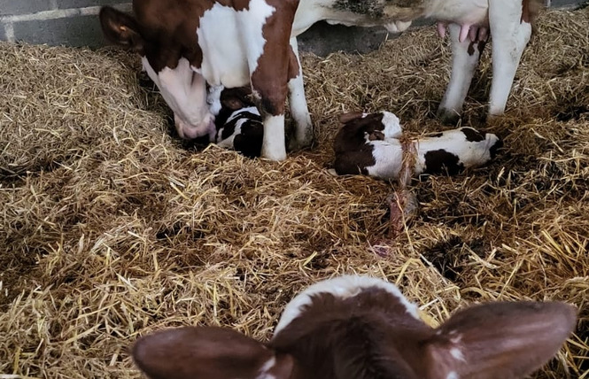 Ferme pédagogique du Breil 5 - Ballots