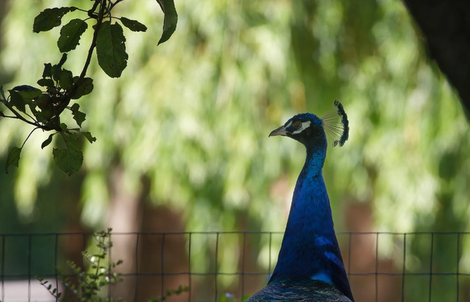 Ferme pédagogique du Breil 1 - Ballots
