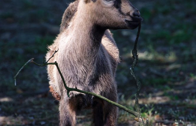 Ferme pédagogique du Breil 3 - Ballots