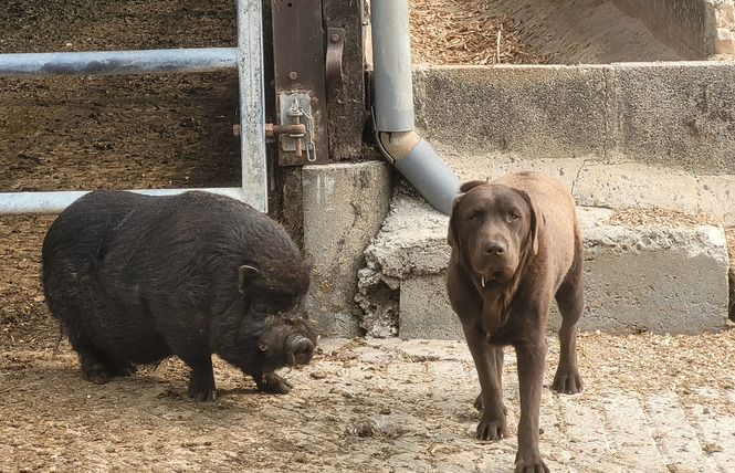 Ferme pédagogique du Breil 8 - Ballots