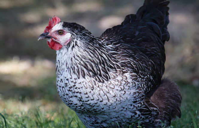 Ferme pédagogique du Breil 6 - Ballots