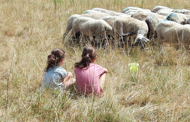 FERME PÉDAGOGIQUE VILLETTE EN DIRECT 2 - Gennes-Longuefuye