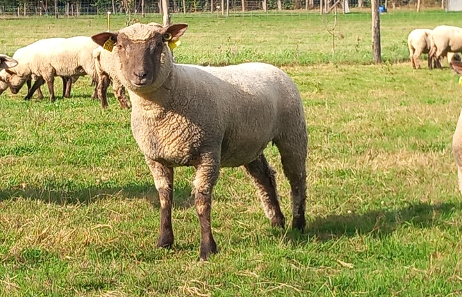 FERME PÉDAGOGIQUE VILLETTE EN DIRECT 3 - Gennes-Longuefuye