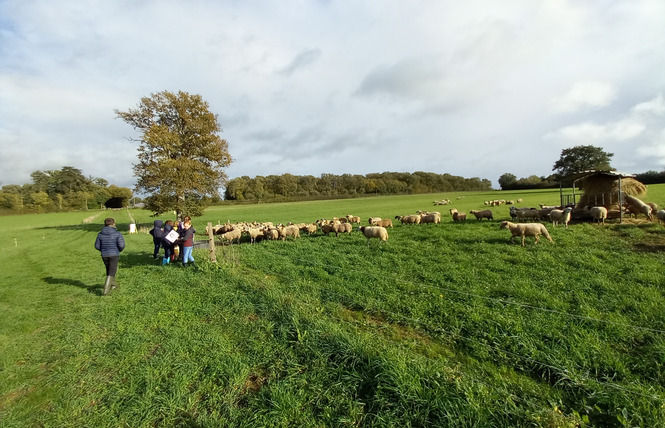 FERME PÉDAGOGIQUE VILLETTE EN DIRECT 6 - Gennes-Longuefuye
