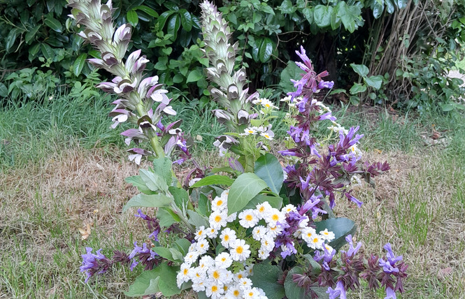 Benedicta Paysanne Fleuriste 2 - Maisoncelles-du-Maine