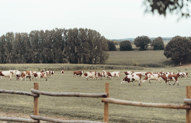 Ferme pédagogique du Breil 13 - Ballots