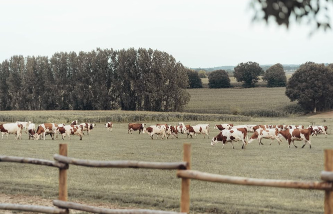 Ferme du Breil 4 - Ballots