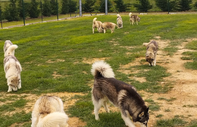 Rencontre avec la meute - Cani-tout tout 2 - Le Bignon-du-Maine