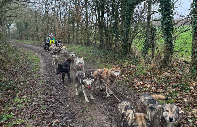 Formule demi-journée balade en chien de traineau - Cani-tout tout 1 - Le Bignon-du-Maine
