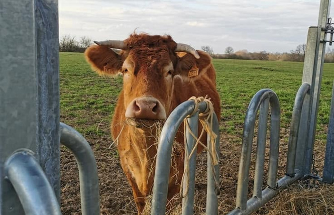 LA PRÉHOUILLIÈRE : VIANDE DE BOEUF 1 - Bouère