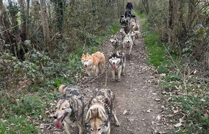 Formule balade découverte en chien de traineau - Cani-tout tout 1 - Le Bignon-du-Maine