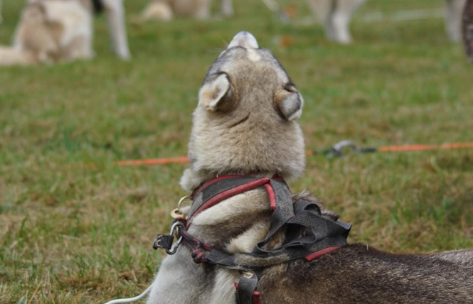 Rencontre avec la meute 2 - Le Bignon-du-Maine