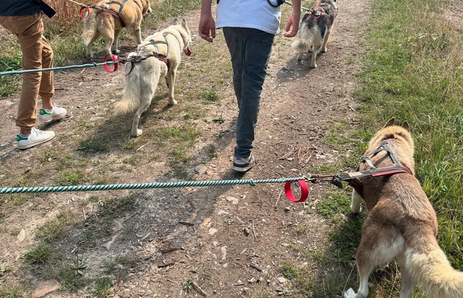 Formule cani randonnée en demi-journée - Cani-tout tout 1 - Le Bignon-du-Maine