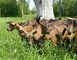 FROMAGES DE CHEVRE - FERME LA BASSE BEUVRIE 6 - Prée-d'Anjou