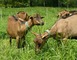 FROMAGES DE CHEVRE - FERME LA BASSE BEUVRIE 7 - Prée-d'Anjou