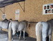 Rdv de l'été : Rencontre avec les chevaux aux Ecuries du loup 2 - Saint-Loup-du-Dorat