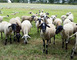 FERME PÉDAGOGIQUE VILLETTE EN DIRECT 5 - Gennes-Longuefuye