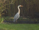 SITE ORNITHOLOGIQUE 3 - La Selle-Craonnaise