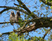 SITE ORNITHOLOGIQUE 2 - La Selle-Craonnaise