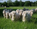 RDV de l'été : La mise bas des moutons à Mohair du Maine 1 - La Bazouge-de-Chemeré