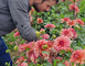 RDV de l'été: Visite de la ferme florale Brindille 2 - Meslay-du-Maine