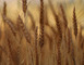 LE MOULIN À GRAINES 1 - Arquenay