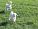 RDV de l'été : La mise bas des moutons à Mohair du Maine 2 - La Bazouge-de-Chemeré