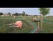 FERME  DES GOUSSIERES (PORCS ET ESCARGOTS ) 5 - Fontaine-Couverte