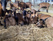 RDV du Printemps : Visite de la ferme la Chèvrerie du Maine 1 - Meslay-du-Maine