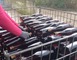 PRINTEMPS A LA FERME - LES VERGERS DE LA ROUERIE 4 - Gennes-Longuefuye