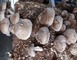 LES CHAMPIGNONS DE FROID-FONDS 5 - Ruillé-Froid-Fonds