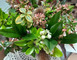 Benedicta Paysanne Fleuriste 2 - Maisoncelles-du-Maine