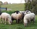 PRINTEMPS A LA FERME - VILLETTE EN DIRECT 3 - Gennes-Longuefuye