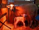 PRINTEMPS A LA FERME - VILLETTE EN DIRECT 4 - Gennes-Longuefuye