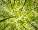 FORET DE BELLEBRANCHE 1 - Saint-Brice