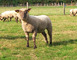 FERME PÉDAGOGIQUE VILLETTE EN DIRECT 3 - Gennes-Longuefuye