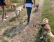 Formule cani randonnée en demi-journée - Cani-tout tout 1 - Le Bignon-du-Maine